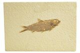 Detailed Fossil Fish (Knightia) - Wyoming #318436-1